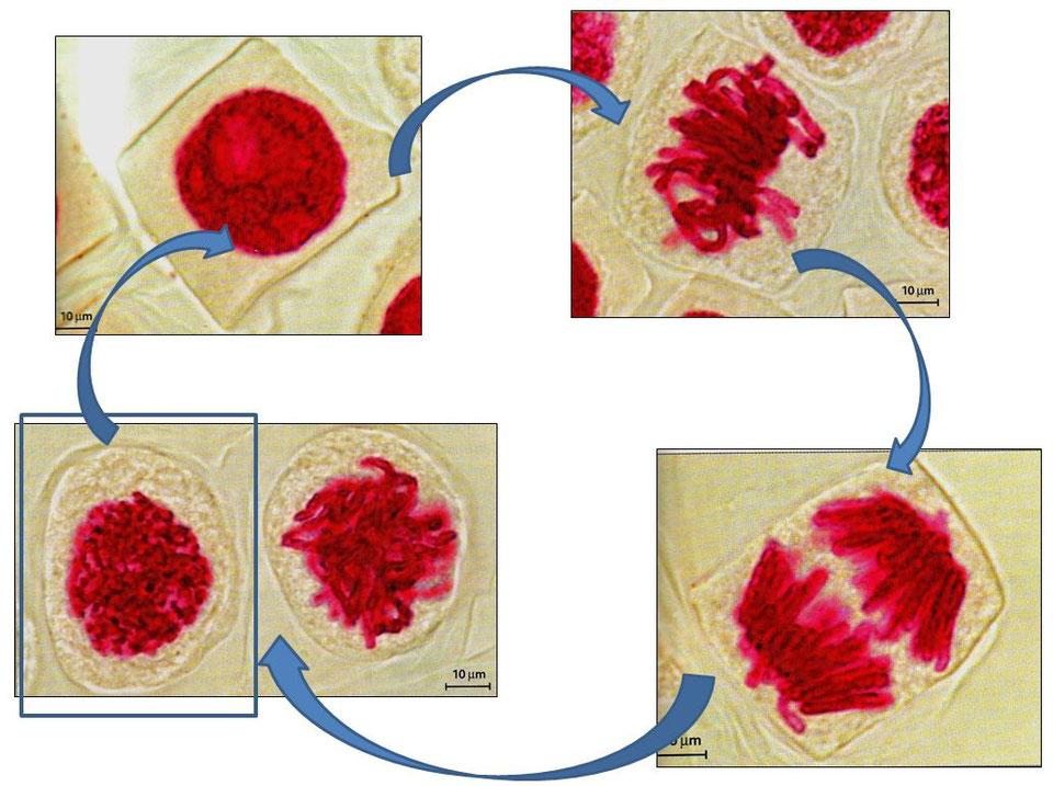 Microphotographies des principales étapes de la multiplication cellulaire.